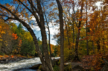Obraz premium Autumn leaf color with the river rapid in a public park.