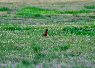 Bird in the grassland