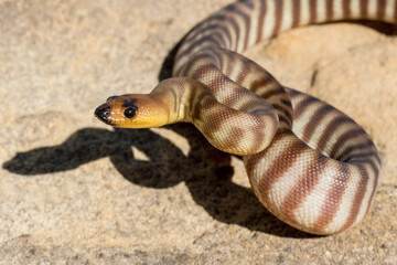Woma Python in defence stance