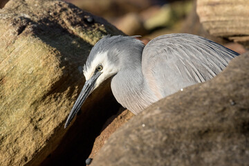 White-faced Heron searching for food along the sea shore