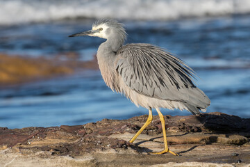 White-faced Heron searching for food along the sea shore
