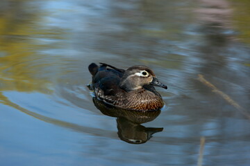 Sprint Life and colors