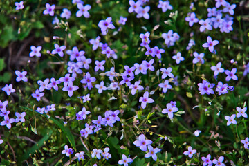 Blue flower in Greenland.