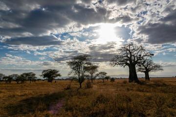 Fototapeta na wymiar タンザニア・タランギーレ国立公園に生えているハオバブの木と、空に浮かぶ雲