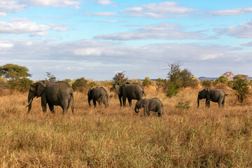 Fototapeta na wymiar タンザニア・タランギーレ国立公園で見かけたアフリカゾウの群れと青空