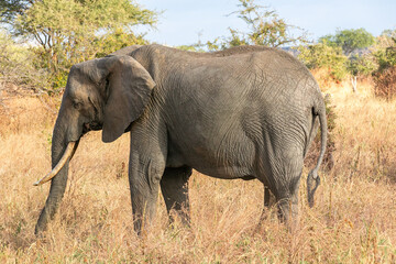 Fototapeta na wymiar タンザニア・タランギーレ国立公園で見かけたアフリカゾウ