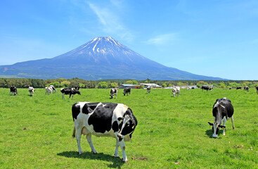 Holstein Friesian cows grazing on a farm on the Asagiri Highland area near Mount Fuji in Japan.