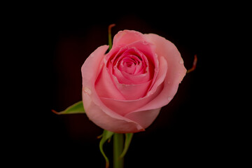 Close up macro of Luciano roses variety, studio shot.