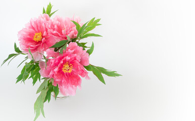 Bright pink peonies on a vase on white background with copy space