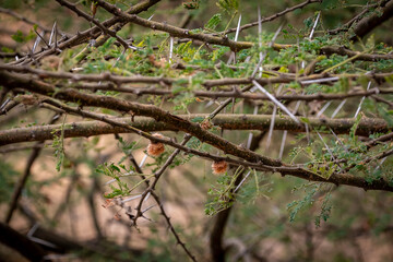 タンザニア・タランギーレ国立公園の入り口付近で見つけた、鋭いトゲのある木の枝