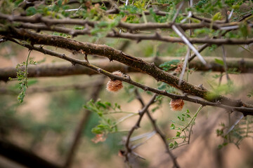 タンザニア・タランギーレ国立公園の入り口付近で見つけた、鋭いトゲのある木の枝