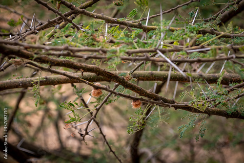 タンザニア タランギーレ国立公園の入り口付近で見つけた 鋭いトゲのある木の枝 Africa Poster Afri 和紀 神谷