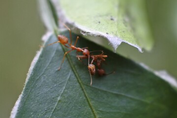 Weaver ant (Oecophylla smaragdina) or major worker 