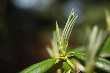 spring love colors calm green life