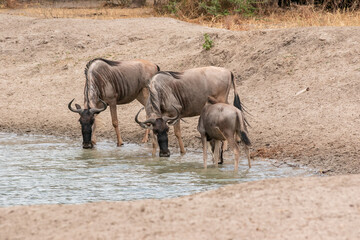 Fototapeta na wymiar タンザニア・タランギーレ国立公園の水辺で見かけた、水を飲むヌーの群れ