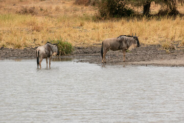 タンザニア・タランギーレ国立公園の水辺で見かけた、水を飲むヌーの群れ