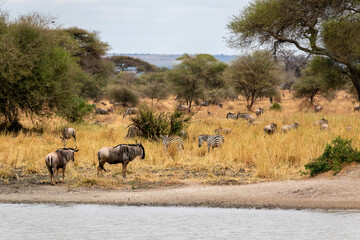 タンザニア・タランギーレ国立公園の水辺に集まる、シマウマやヌーの群れ