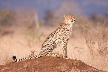 One adult cheetah sitting on termite mound full body portrait in dry season in Kruger Park South Africa © stuporter