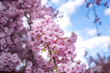 cherry blossom in spring