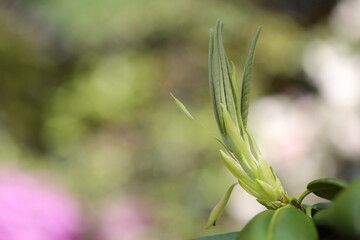 spring love colors calm green life