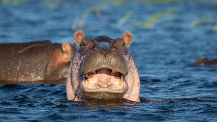 Hippo portrait head closeup with mouth open on sunny day Chobe River Botswana