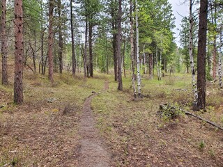 footpath in the woods