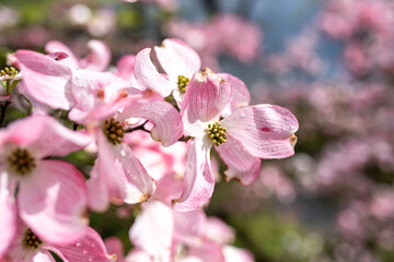 Obraz premium Dogwood tree in bloom