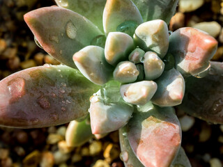 Succulent plant close-up, fresh leaves detail of Graptosedum Darley Sunshine
