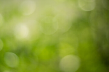 Fototapeta premium Naturalne tło bokeh na zewnątrz w odcieniach zieleni i żółci, niewyraźne tło zielony liść z bokeh