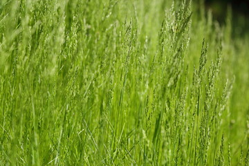 spring love colors calm green life