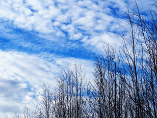 Beautiful of lanscape with tree and sky.Blue sky with cloud.blue sky.