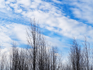 Beautiful of lanscape with tree and sky.Blue sky with cloud.blue sky.