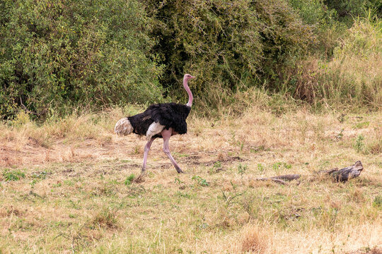 タンザニア・タランギーレ国立公園で見かけた、走る雄のダチョウ