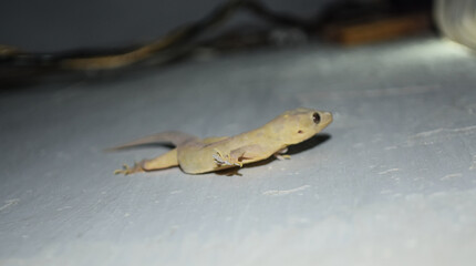 Common House Lizard On Wall, Close Up Animal Reptile Dragon