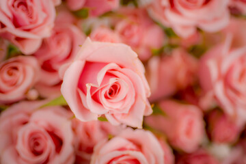 Close up macro of Pink Majolica Spray roses variety, studio shot.