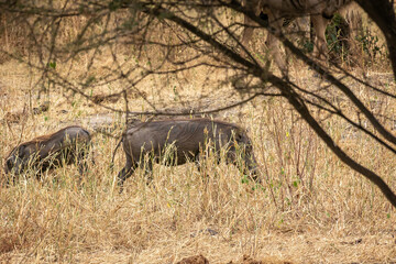 Naklejka na ściany i meble タンザニア・タランギーレ国立公園で見かけたイボイノシシの群れ