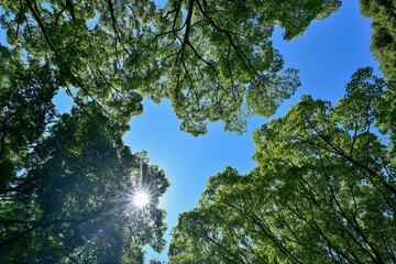 青空バックに仰ぎ見るクスノキの若葉と光条の情景