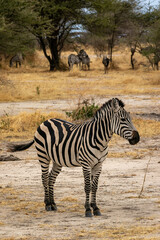 Fototapeta na wymiar タンザニア・タランギーレ国立公園で見かけたシマウマ