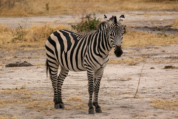 Fototapeta na wymiar タンザニア・タランギーレ国立公園で見かけたシマウマ