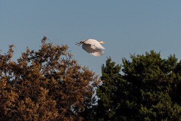 Cattle Egret flying from tree top perch
