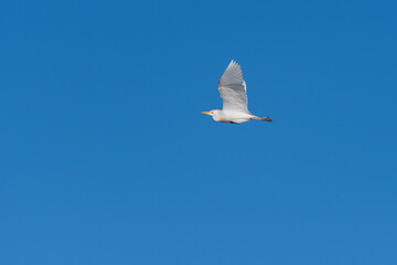 Cattle Egret flying through cloudless sky