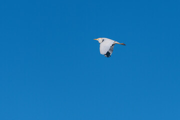 Cattle Egret soaring through cloudless sky