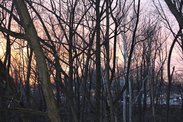 Market pro photos sunset woods