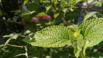 green leaves on a tree