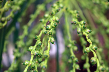 close up of budding green pygmy date palm tree berries and seeds in Florida that look like green acorns