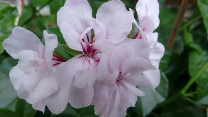 Fototapeta premium pink and white flowers