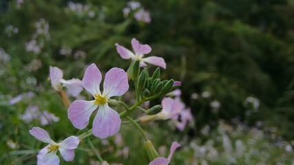 purple flowers in the garden