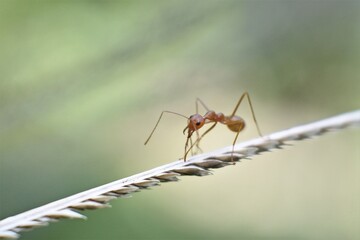 Weaver ant (Oecophylla smaragdina) or major worker 