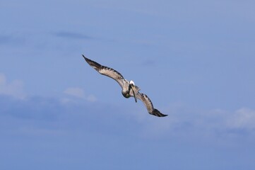 Fototapeta na wymiar Flying Pelican on a blue sky (Pelecanus occidentalis)