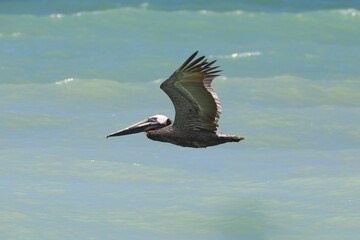 Gliding pelican bird over the ocean 